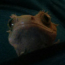 thegeckohoard avatar