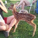 theghostinurattic avatar