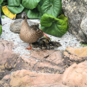 theghostofalbatross avatar