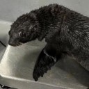 theghostreblogs avatar