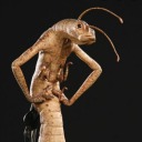 thegirlofblue avatar