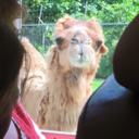 thegirlwaiting-blog avatar