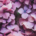 thegirlwithallthequestions avatar