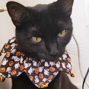 thegirlwiththepurplehair avatar