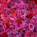 thegirlygirly avatar