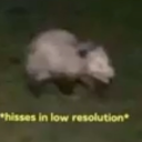 thegloriouspapernapkin avatar