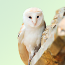 thegoblincities avatar