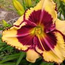 thegoobinizer avatar