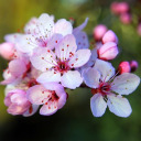 thegood-cronch avatar