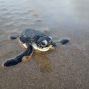 thegrandtortoise avatar