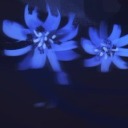 thegrayascendancy-if avatar