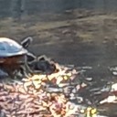 thegreatgodpam avatar