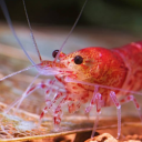 thegreatshrimphony avatar