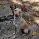 thegreeneyedstray avatar