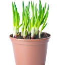 thegreenonionpot avatar