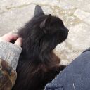 thegrim-beeper avatar