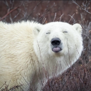 thegrimcaptain95 avatar