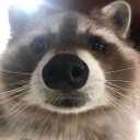 thegrubbylittleraccoon avatar