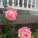 theguidetovibe avatar