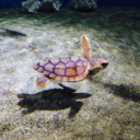 theguitarofjelly avatar