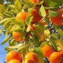 thehappygiggler avatar