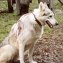 thehauntingofharrenhouse avatar