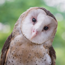 theheartneverlies-listenit avatar