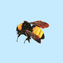 thehoneybeemassacre avatar