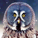 thehootyowl avatar