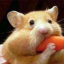 thehornyhamster-blog avatar