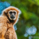 thehorridgibon avatar