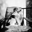 thehoundsfellow avatar