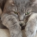 thehouseofbast avatar