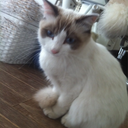 thehouseofblueeyedcats avatar