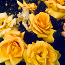 thehumancondltlon avatar