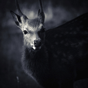 thehundredplusone avatar