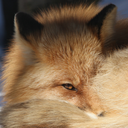 thehuntforredfoxtober avatar