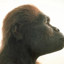 thehurriedhawk avatar