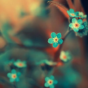 theiamchronicle avatar