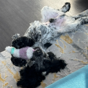 theicecreampup avatar