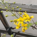 theimpotencyofbeing avatar