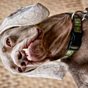 theineffectuallonertrope avatar