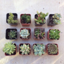 theinnocentlysinful avatar