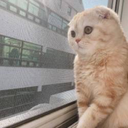 theinsomniaco avatar