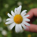 theinspirationtree avatar