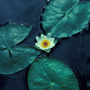 theinspitionofawaterlily avatar