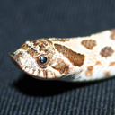 theinternetworm avatar