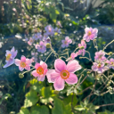 theirdarlingfemme avatar