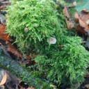 theirishbotanist avatar