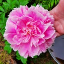 theironkitsune avatar